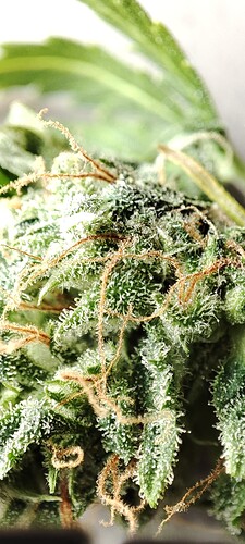 Growreport Bild 9