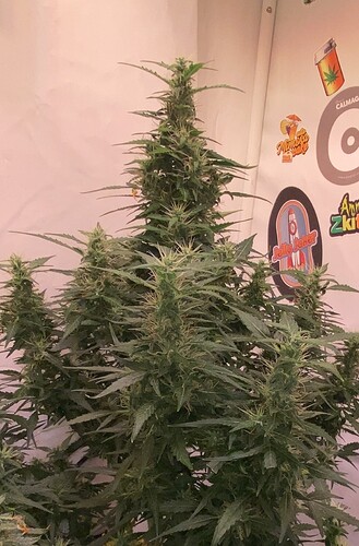 Growreport Bild 3