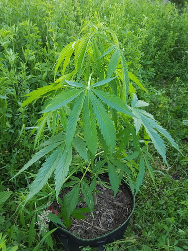 Growreport Bild 2