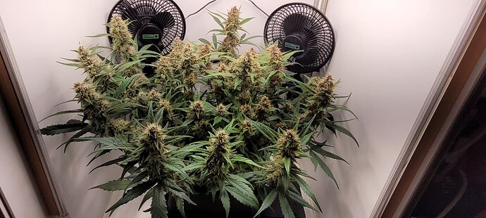 Growreport Bild 3