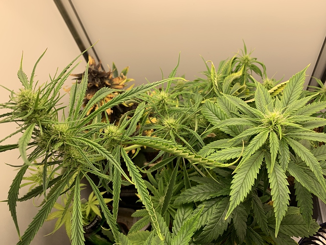 Growreport Bild 2