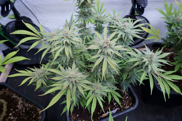 Critical5