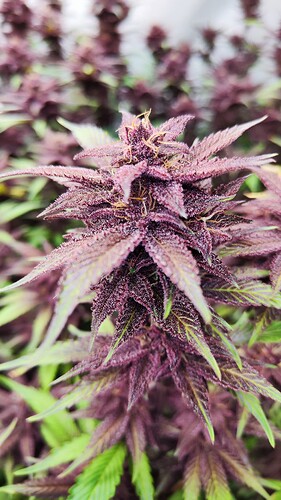Growreport Bild 4