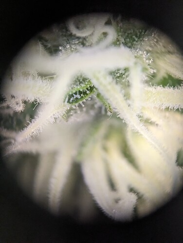 Growreport Bild 4