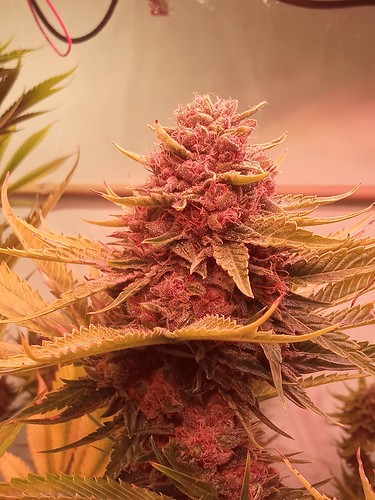 Growreport Bild 4
