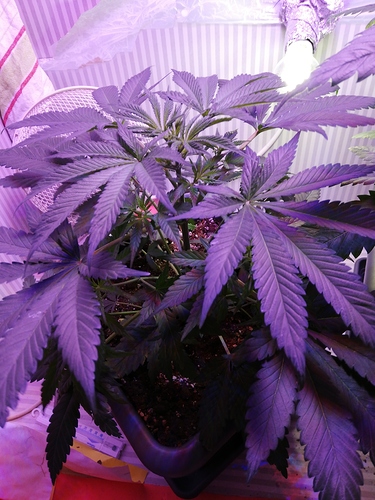 Growreport Bild 1