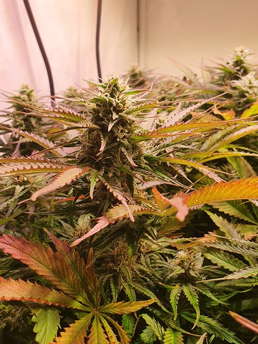 Growreport Bild 12
