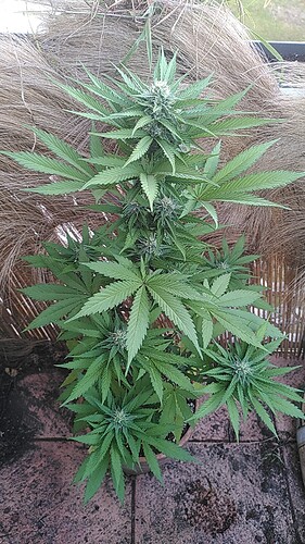 Growreport Bild 1