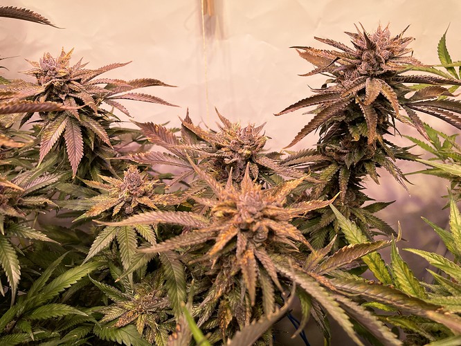 Growreport Bild 6