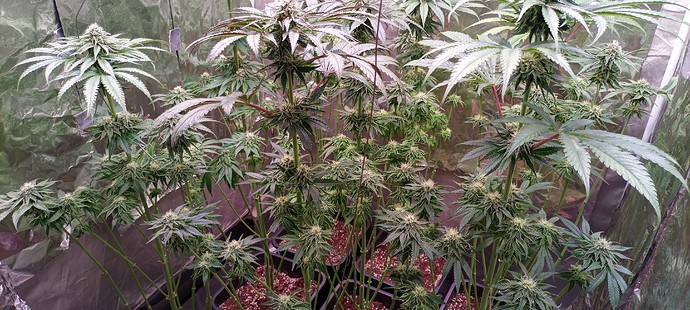 Growreport Bild 2