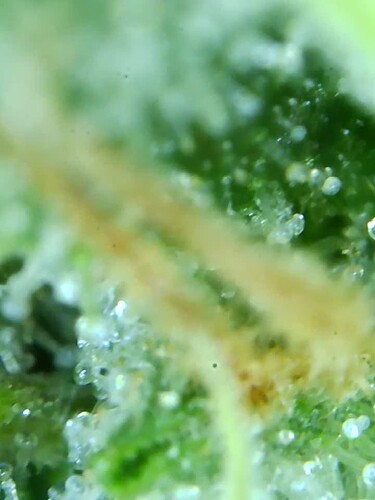Growreport Bild 23