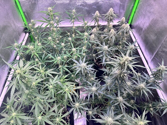 Growreport Bild 11