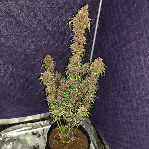 Growreport Bild 58