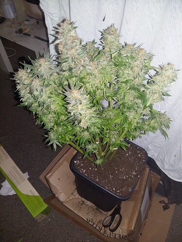 Growreport Bild 4