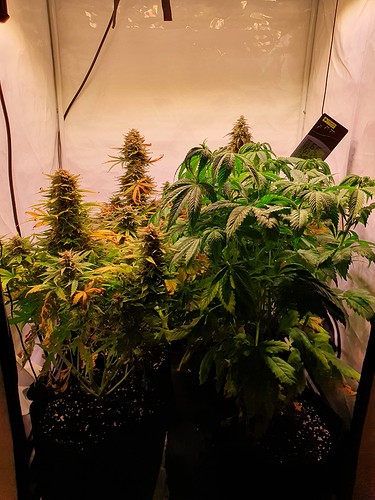 Growreport Bild 1