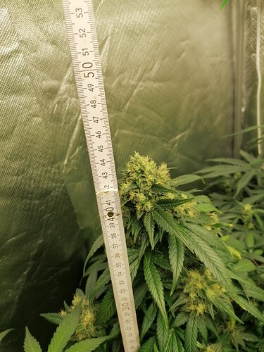 Growreport Bild 26