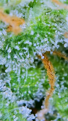 Growreport Bild 15