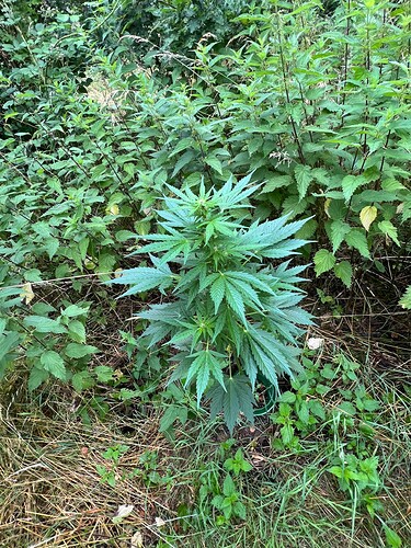 Growreport Bild 2