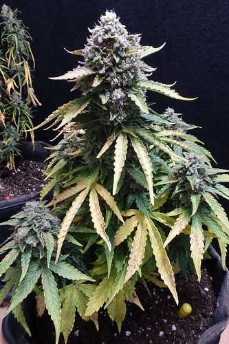 Growreport Bild 7