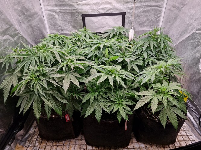Growreport Bild 18