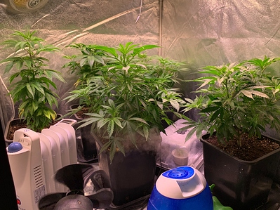 Growreport Bild 9