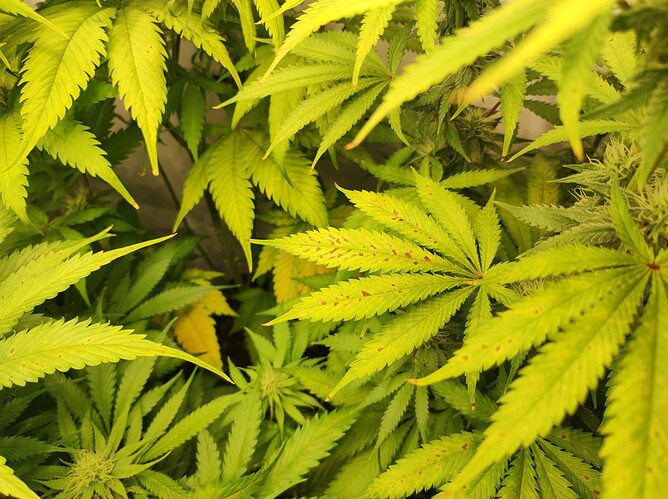 Growreport Bild 1