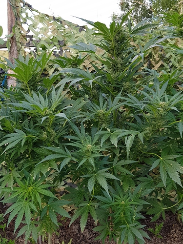 Growreport Bild 4