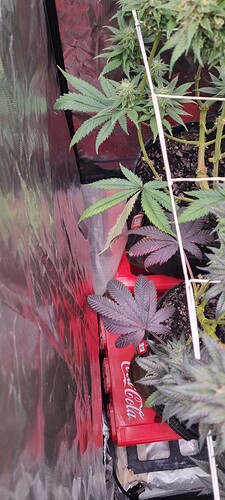 Growreport Bild 36