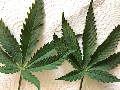 Growreport Bild 23