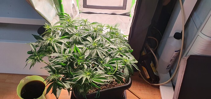 Growreport Bild 2