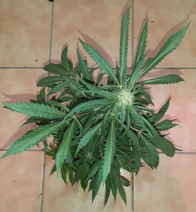 Growreport Bild 5