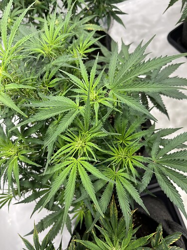 Growreport Bild 19