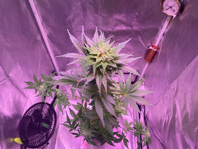 Growreport Bild 19
