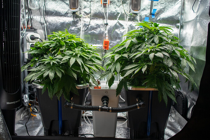 Growreport Bild 27