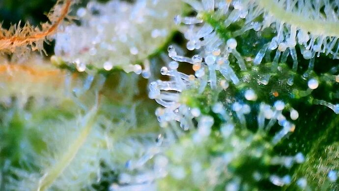 Growreport Bild 8