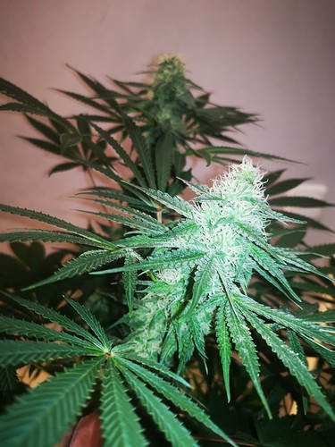 Growreport Bild 7