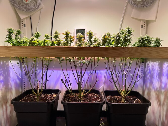Growreport Bild 16