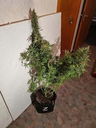 Growreport Bild 4