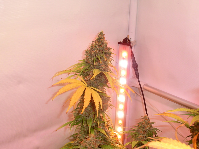 Growreport Bild 7