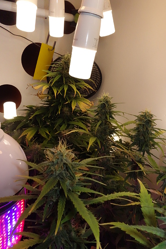 Growreport Bild 7