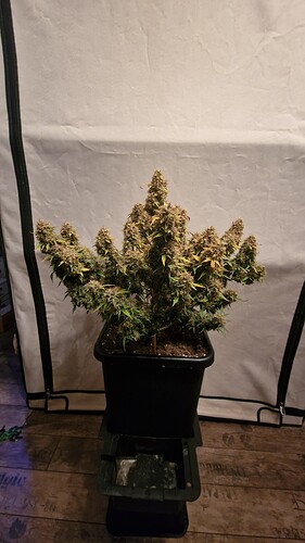 Growreport Bild 4