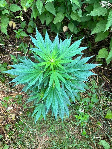 Growreport Bild 3