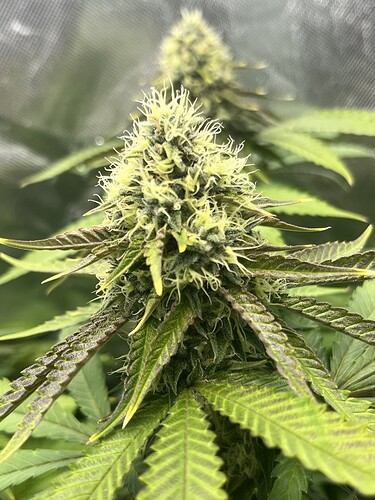 Growreport Bild 15