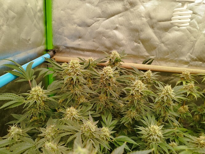 Growreport Bild 4