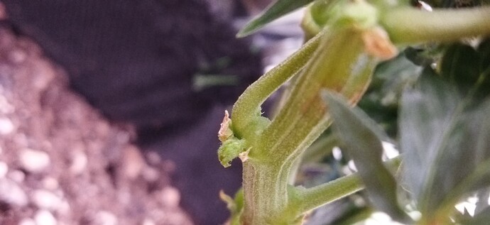 Growreport Bild 93