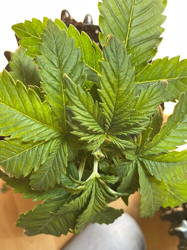 Growreport Bild 26