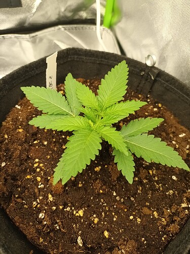 Growreport Bild 3