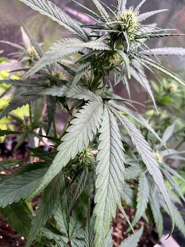 Growreport Bild 22