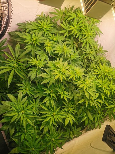 Growreport Bild 4