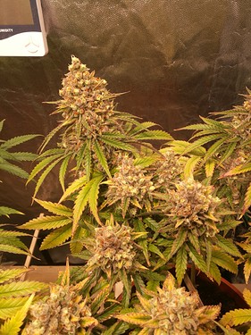 Growreport Bild 15